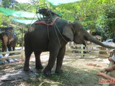 الفيلة وشلالات نا موانج في كوه ساموي